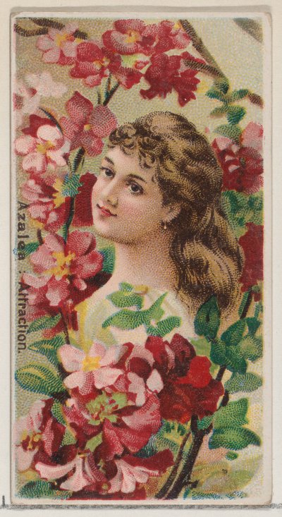 Azalea: Attraction, da série Floral Beauties and Language of Flowers N75 para Duke..., 1892. de Donaldson Brothers