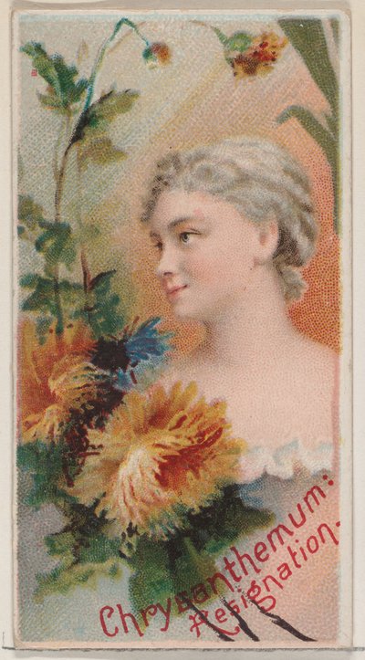 Crisântemo: Resignação, da série Belezas Florais e Linguagem das Flores N75..., 1892. de Donaldson Brothers