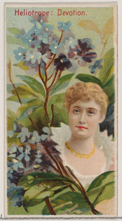 Heliotrópio: Devoção, da série Belezas Florais e Linguagem das Flores N75 para Du..., 1892. de Donaldson Brothers