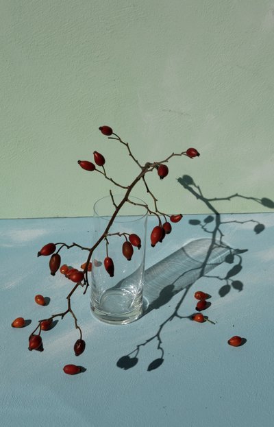 Rosa-mosqueta e Sombras de Donatella Basso