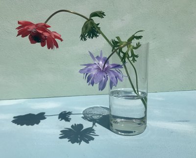 Sombras de Flores Vibrantes de Donatella Basso
