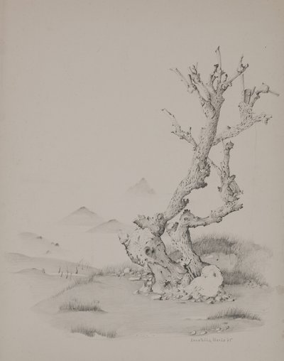 O tronco de Donatella Merlo