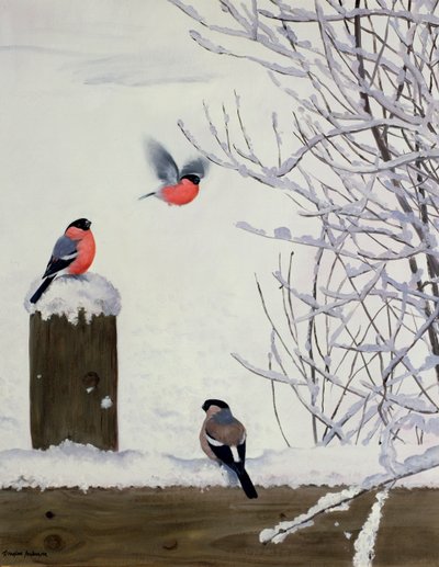 Pintassilgos numa vedação com neve de Douglas Anderson