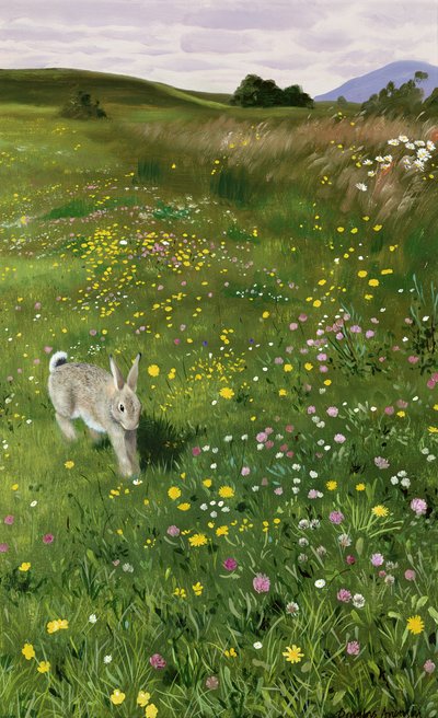Lebre em flores da primavera de Douglas Anderson
