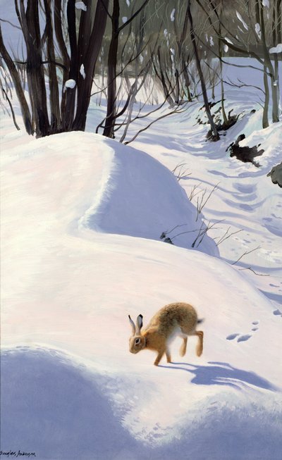 Lebre na neve de Douglas Anderson