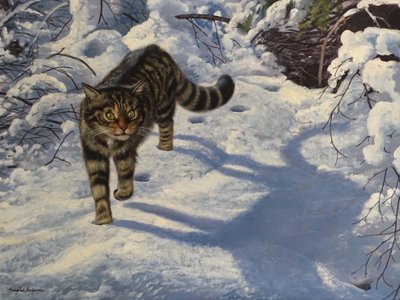 Gato selvagem escocês (óleo sobre tela) de Douglas Anderson