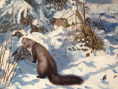 Marta de pedra na neve (óleo sobre tela) de Douglas Anderson