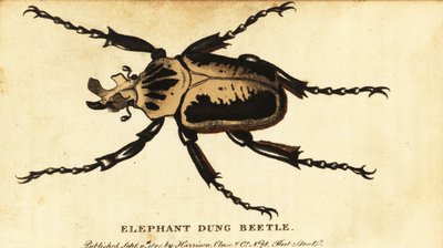 Besouro golias real, Goliathus regius.,1800 (gravura) de Dru Drury