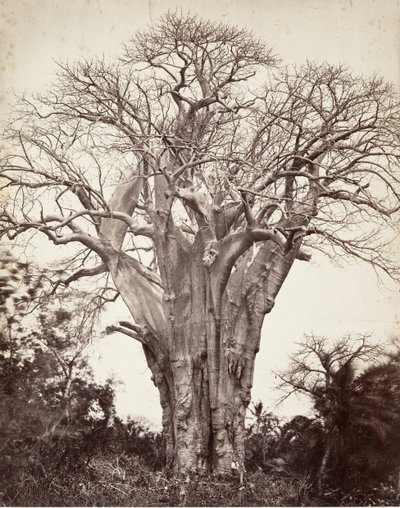 Baobá em Moheli, 1863. de Désiré Charnay