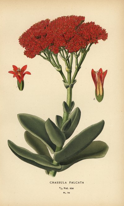 Planta de avião, Crassula perfoliata var. falcata. de Désiré Georges Jean Marie Bois