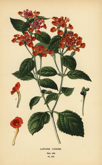 Sálvia grande, ghaneri ou tickberry, Lantana camara. Cromolitografia de uma ilustração de Desire Bois de Edward Step