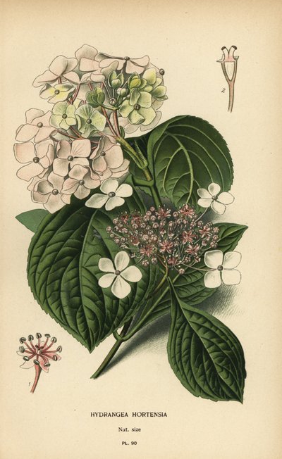 Hortênsia Bigleaf, Hydrangea macrophylla. de Désiré Georges Jean Marie Bois