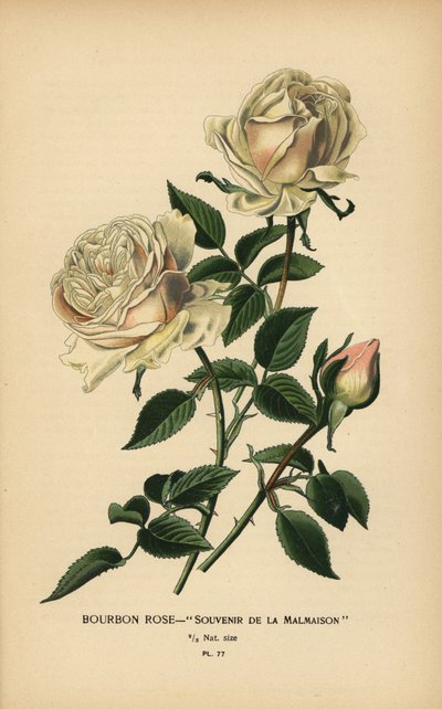 Rosa Bourbon, Souvenir de la Malmasion. de Désiré Georges Jean Marie Bois