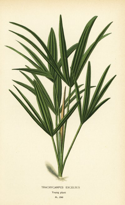 Palma de senhora de folha larga ou palma de bambu, Rhapis excelsa (Trachycarpus excelsus). Cromolitografia a partir de uma ilustração de Desire Bois de Edward Step