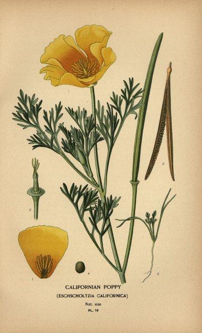 Papoila californiana, Eschscholzia californica de Désiré Georges Jean Marie Bois