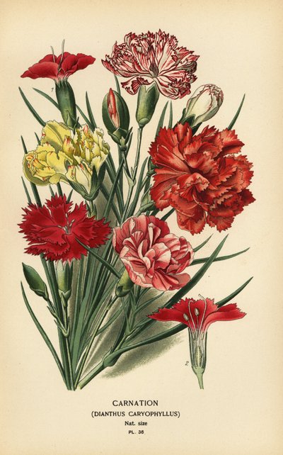 Cravo, Dianthus caryophyllus. de Désiré Georges Jean Marie Bois