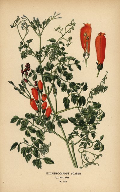 Glória-flor chilena, Eccremocarpus scaber. de Désiré Georges Jean Marie Bois