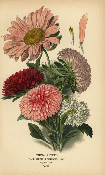 Variedades de áster da China, Callistephus x sinensis. de Désiré Georges Jean Marie Bois