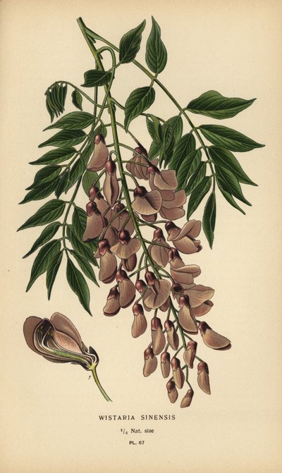 Glicínia chinesa, Wisteria sinensis. de Désiré Georges Jean Marie Bois