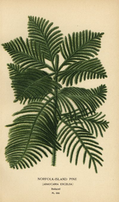 Pinheiro Cozinheiro, Araucária columnaris. (Pinho Norfolk Island, Araucária excelsa). Cromolitografia de uma ilustração de Desire Bois de Edward Step