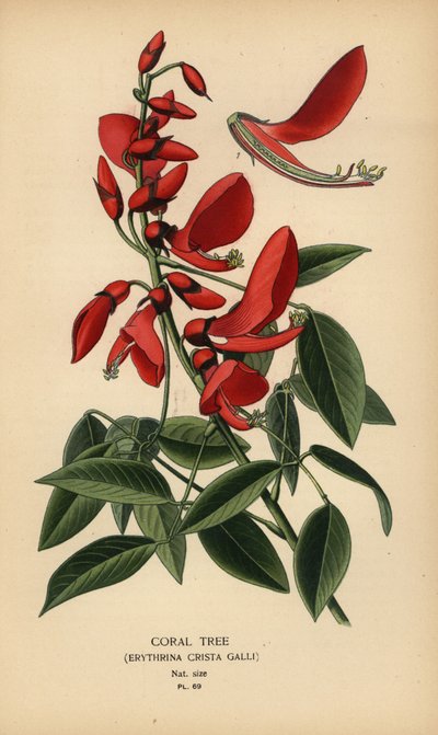 Árvore coral, Erythrina crista-galli. de Désiré Georges Jean Marie Bois
