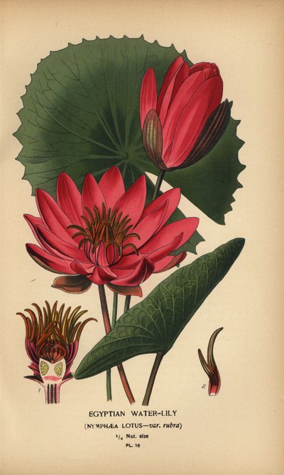 Nenúfar egípcio, lótus de Nymphaea. de Désiré Georges Jean Marie Bois