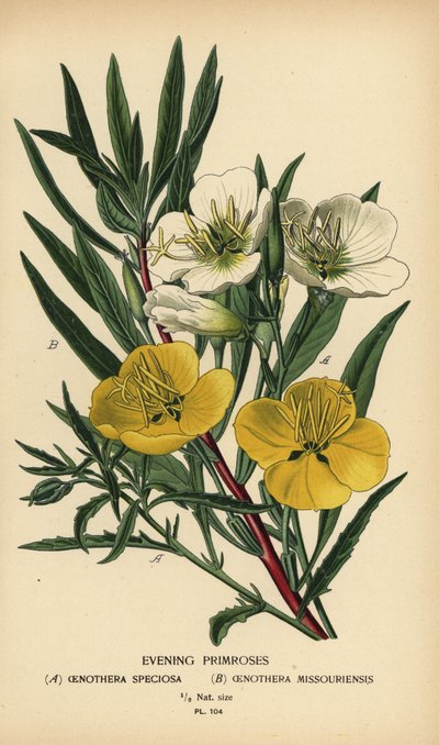 Prímulas da noite. de Désiré Georges Jean Marie Bois
