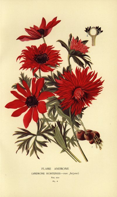 Anêmona de chama, Anemone hortensis. de Désiré Georges Jean Marie Bois