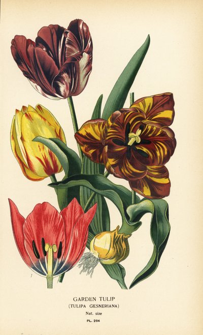 Tulipa de jardim, Tulipa gesneriana. Cromolitografia de uma ilustração de Desire Bois de Edward Step