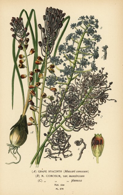 Jacinto da uva, Leopoldia comosa (Muscari comosum, var. monstrosum, var. plumosa). Cromolitografia a partir de uma ilustração de Desire Bois de Edward Step