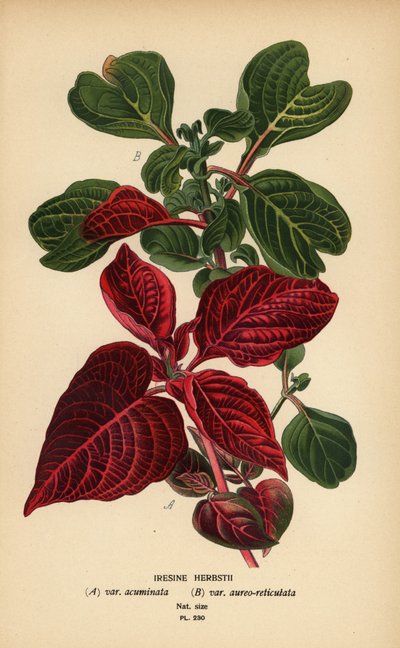 Variedades de folhas de sangue de Herbst, Iresine herbstii a) var. acuminata, b) var. aureo-reticulata. Cromolitografia a partir de uma ilustração de Desire Bois de Edward Step
