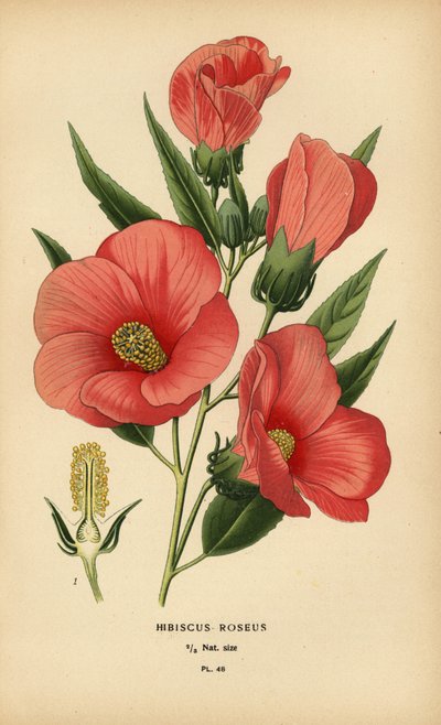 Hibiscus roseus. de Désiré Georges Jean Marie Bois