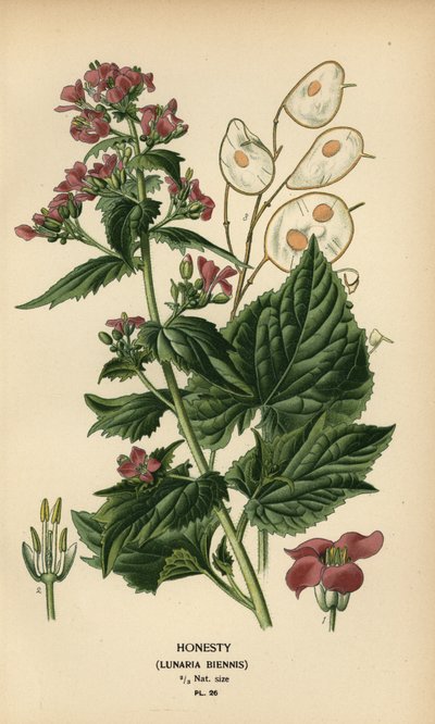 Honestidade, Lunaria annua. de Désiré Georges Jean Marie Bois
