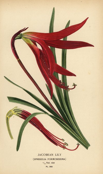 Lírio jacobeu, Sprekelia formosissima. Cromolitografia a partir de uma ilustração de Desire Bois de Edward Step