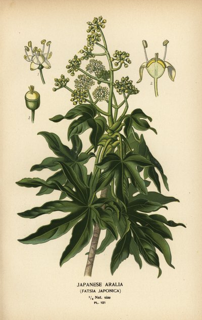 Aralia japonesa ou planta de papel de folha brilhante, Fatsia japonica. de Désiré Georges Jean Marie Bois