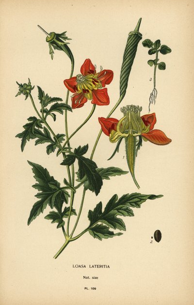 Loasa lateritia. de Désiré Georges Jean Marie Bois