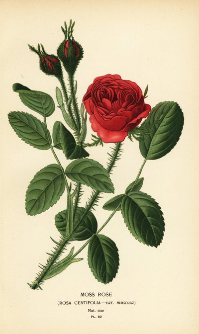 Rosa de musgo, Rosa centifolia var. musgo de Désiré Georges Jean Marie Bois