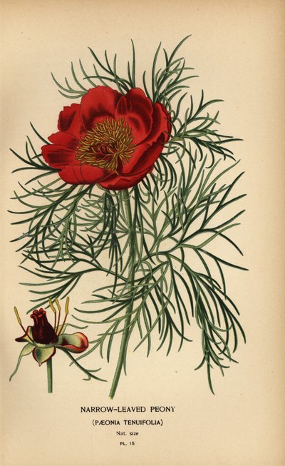 Peônia de folhas estreitas, Paeonia tenuifolia, de Désiré Georges Jean Marie Bois