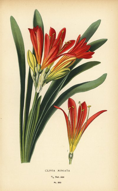 Lírio de Natal ou lírio do mato, Clivia miniata. Cromolitografia de uma ilustração de Desire Bois de Edward Step