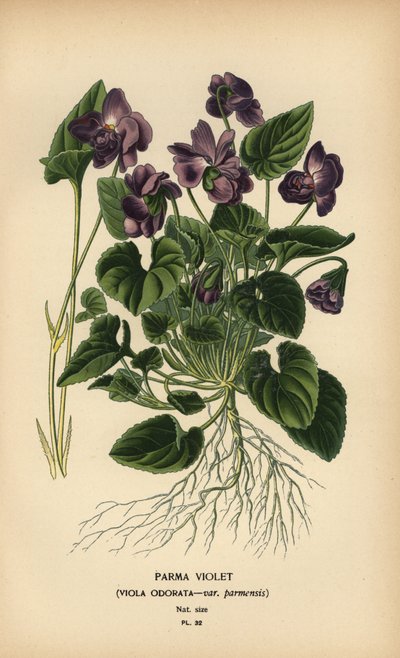 Parma violet, Viola odorata. de Désiré Georges Jean Marie Bois