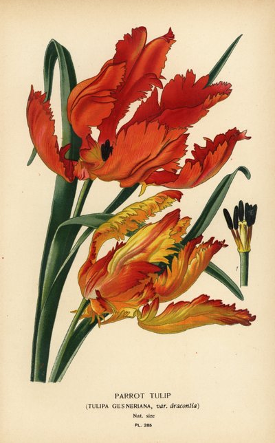 Tulipa papagaio, Tulipa gesneriana var. dracontia. Cromolitografia de uma ilustração de Desire Bois de Edward Step