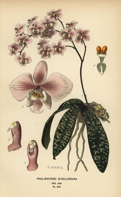 Phalaenopsis schilleriana orquídea. Cromolitografia a partir de uma ilustração de B. Herincq de Edward Step