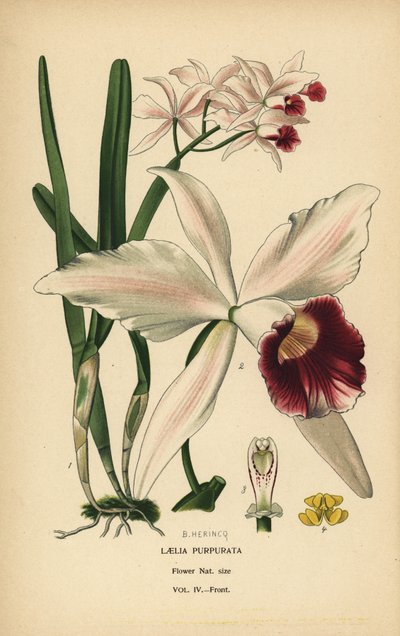 Laelia purpurata, Cattleya purpurata (Laelia purpurata). Cromolitografia a partir de uma ilustração de B. Herincq de Edward Step