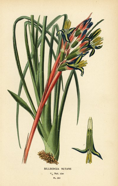 Planta de lágrimas da rainha, Billbergia nutans. Cromolitografia de uma ilustração de Desire Bois de Edward Step