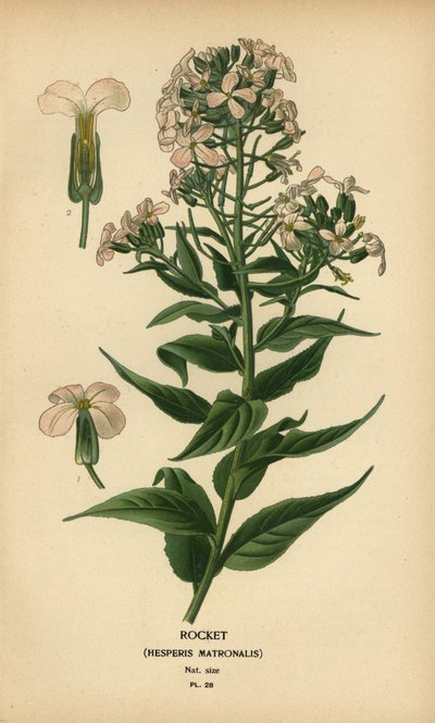 Foguetão, Hesperis matronalis. de Désiré Georges Jean Marie Bois