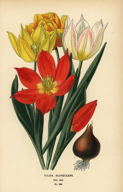 Tulipa de Schrenck, Tulipa suaveolens ou Tulipa schrenkii. Cromolitografia de uma ilustração de Desire Bois de Edward Step