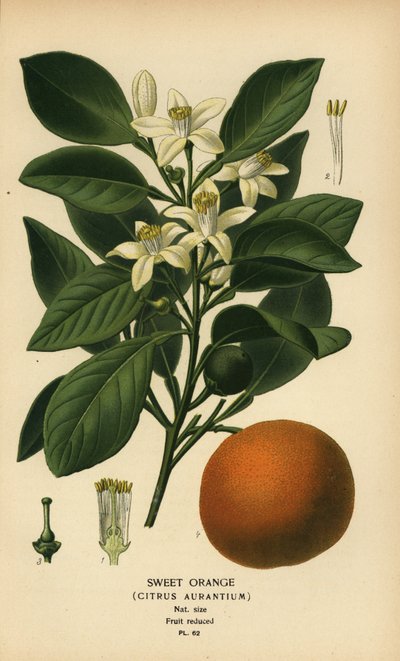Laranja doce, Citrus x aurantium. de Désiré Georges Jean Marie Bois