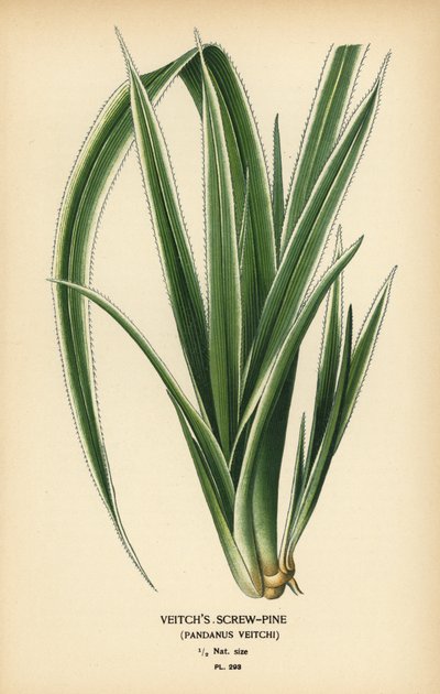 Pinheiro do Taiti, Pandanus tectorius (pinheiro de Veitch, Pandanus veitchii). Cromolitografia de uma ilustração de Desire Bois de Edward Step