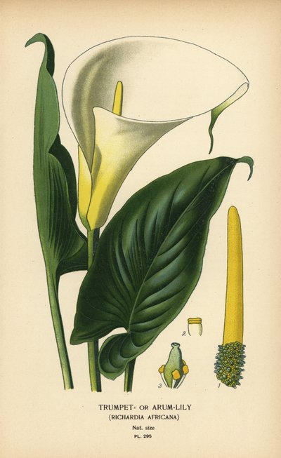 Trompete lírio, arum lírio ou calla lírio, Zantedeschia aethiopica (Richardia africana). Cromolitografia a partir de uma ilustração de Desire Bois de Edward Step