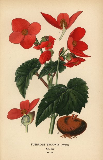 Híbrido de begônia tuberosa. de Désiré Georges Jean Marie Bois